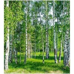DIMEX ART Флизелинов фототапет брезова горичка 225 x 250 см