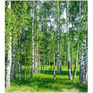 DIMEX ART Флизелинов фототапет брезова горичка 225 x 250 см