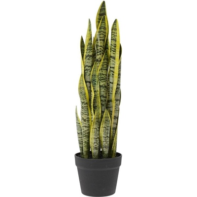 SANSEVIERIA V KVETINÁČI(16*13CM) 63CM x21