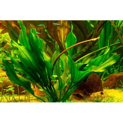 Echinodorus aschersonianus