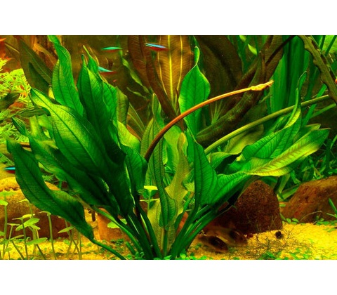 Echinodorus aschersonianus