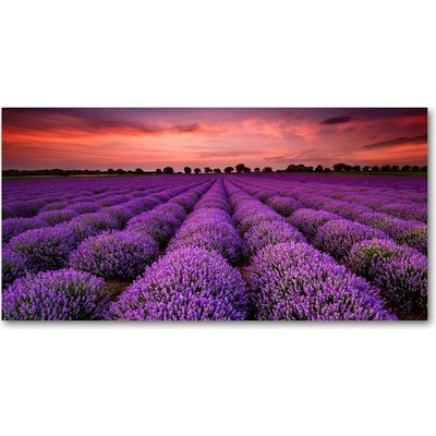 Foto obraz fotografie na skle pole levanduľa 100x50 cm