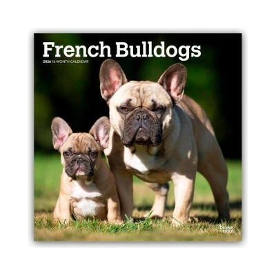 French Bulldogs Französische Bulldogge 16-Monats 2026