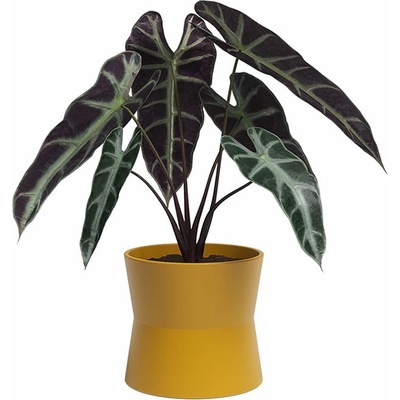 Artevasi Керамична саксия за цветя ø 14 cm Diana - Artevasi (ZAC-848595)