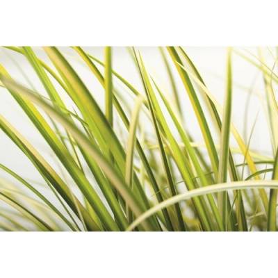 Puškvorec trávovitý žlutě panašovaný FloraSelf Acorus gramineus 'Ogon' 5-20 cm květináč Ø 14 cm