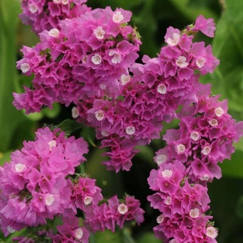 Semená purpurovej drevnej trávy 0,5 g viac ako 150 semien