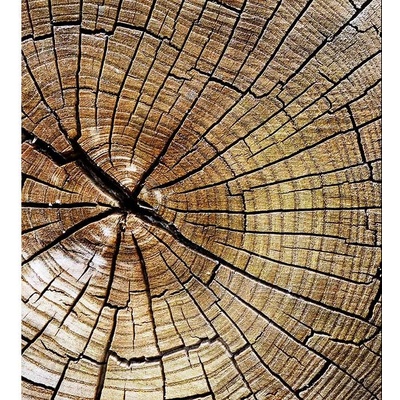 Dimex MS-3-0162 vliesová fototapeta rozměry 225 x 250 cm