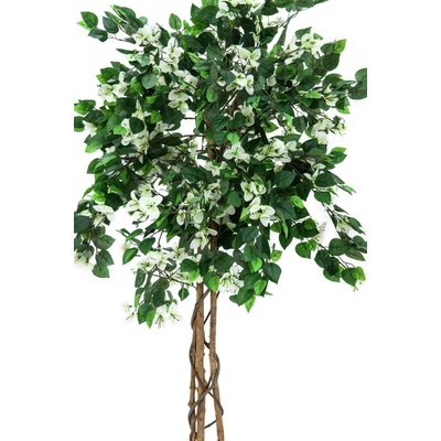 Bougainvillea bílá, 150 cm