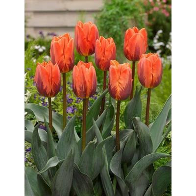 Tulipán 'Prinses irene' 5 ks