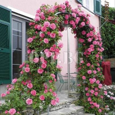 Разсад за уникални катерливи рози Parade