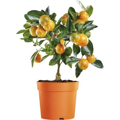 Pomaranč miniatúrny na kmienku FloraSelf Citrus calamondin kvetináč Ø 12 cm