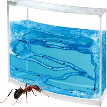 Mravčia farma antquarium