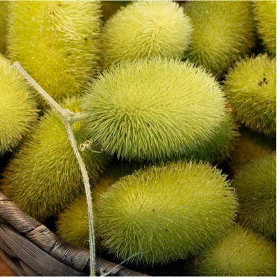Uhorka Ježko - Cucumis dipsaceus - semená uhorky - 6 ks