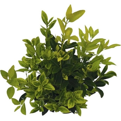 Bršlen japonský FloraSelf Euonymus japonicus 'Siebe' výška 40-50 cm kvetináč 2 l