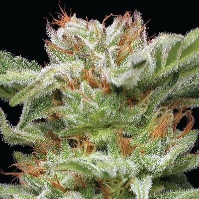 Humboldt Seed Company Blueberry Muffin semena neobsahují THC 3 ks