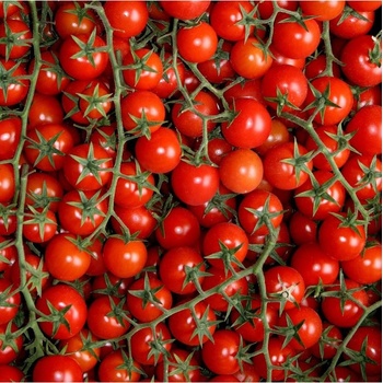 Červené Cherry paradajky - Solanum lycopersicum - semená - 6 ks