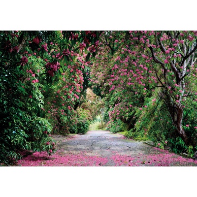 Komar 8-985 Fototapeta Park 8 dílná Wicklow Park rozměry 368 x 254 cm