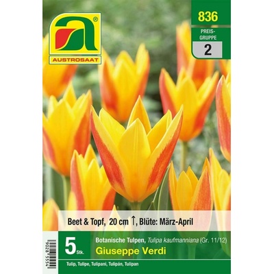 AUSTROSAAT Botanické tulipány Giuseppe Verdi - 5 cibúľ