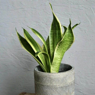 Sansevieria Tchynin jazyk Trifasciata Futura Superba