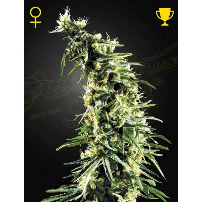 Green House Seeds Hawaiian Snow semena neobsahují THC 10 ks