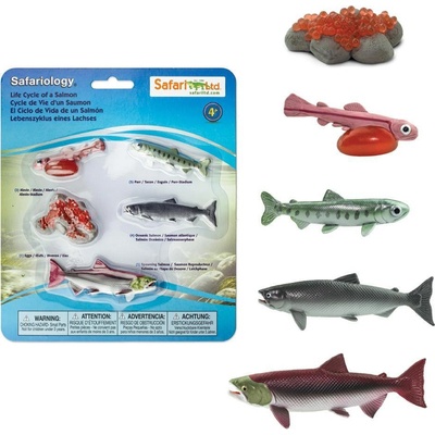 Safari. Životní cyklus Losos