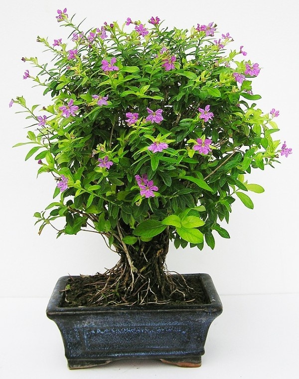 fargesia bambus wachstum Bambus rufa (Fargesia rufa) | 60-80 cm im Topf