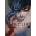 Devils Line, 10 Hanada Ryo Paperback