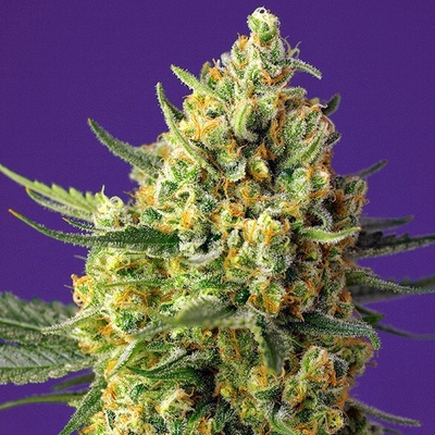Sweet Seeds Crystal Candy XL Auto semienka neobsahujú THC 100 ks