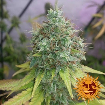 Barney's Farm G13 Haze semena neobsahují THC 3 ks