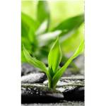 DIMEX ART Флизелинов фототапет дзен камъни 150 x 250 см