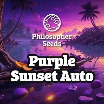 Philosopher Seeds Purple Sunset Auto semena neobsahují THC 3 ks