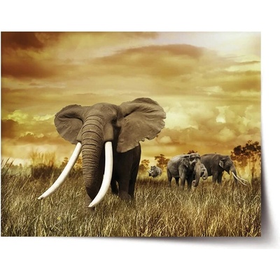 Sablio Plagát Slon Africký - 60x40 cm