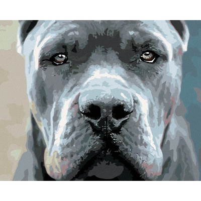 Zuty Malování podle čísel CANE CORSO
