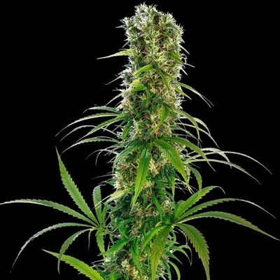 Sensi Seeds Michka regular semienka neobsahujú THC 10 ks