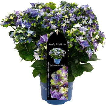 Royalty Collection® Lady Mata Hari Blue Royalty Collection® Хортензия macrophylla