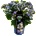 Royalty Collection® Lady Mata Hari Blue Royalty Collection® Хортензия macrophylla