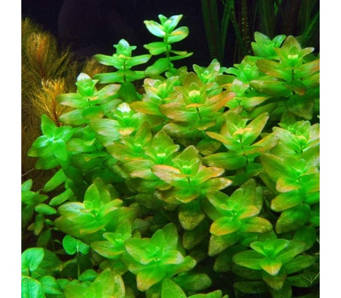 Bacopa amplexicaulis