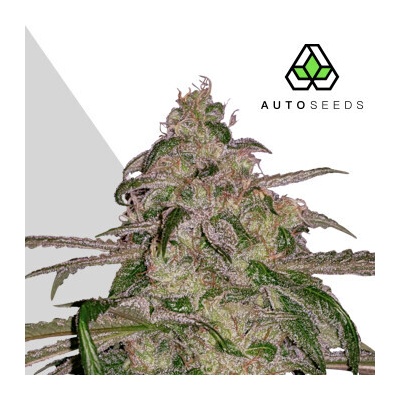 Auto Seeds Moonrocks Auto semienka neobsahujú THC 3 ks
