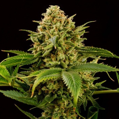 Kannabia Seeds Monkey Grease semena neobsahují THC 3 ks