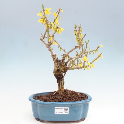 e-bonsai Venkovní bonsai - Zlatice - Forsythia koreana