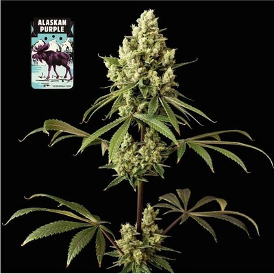 Seedsman Alaskan Purple semena neobsahují THC 3 ks