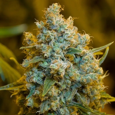 CriticalSilent Seeds Jack semienka neobsahujú THC 10 ks