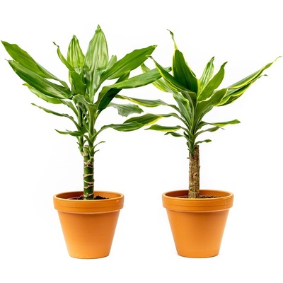 Gardners Dracaena fragrans kmen mix, průměr 12 cm Dracéna vonná, dračinec