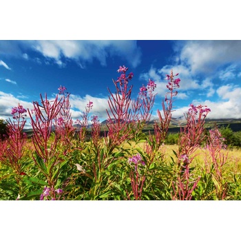 DIMEX ART s. r. o Флизелинов фототапет аляска поляна 375 x 250 см