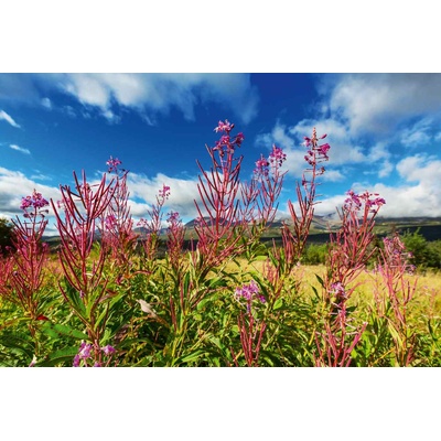 DIMEX ART Флизелинов фототапет аляска поляна 375 x 250 см