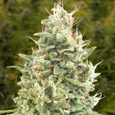 High Speed Buds Gorilla Zkittlez AUTO semena neobsahují THC 1 ks