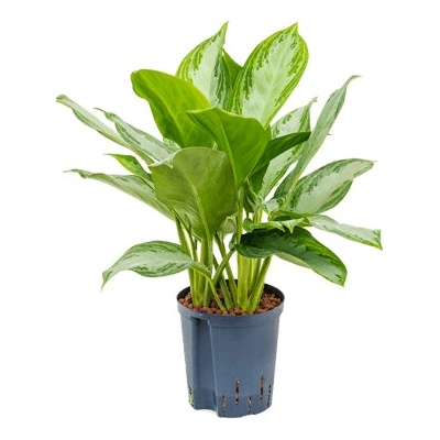 Aglaonema silver bay 15/19 výška 40 cm