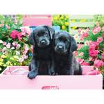 EUROGRAPHICS - Puzzle Black Labs in Pink Box XL - 500 piese