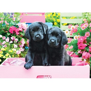 EUROGRAPHICS - Puzzle Black Labs in Pink Box XL - 500 piese