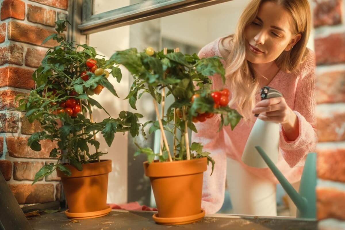 Cherry paradicsom nevelése ablakpárkányra helyezett terrakotta cserépben